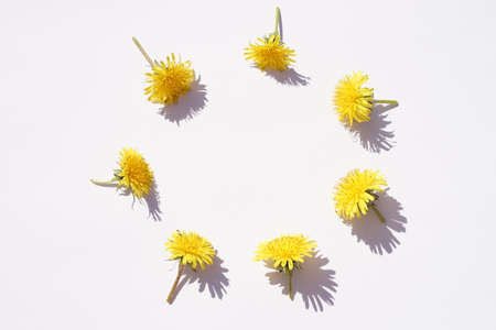 Seven yellow dandelion flowers lie in a circle on a white sunny table.の写真素材