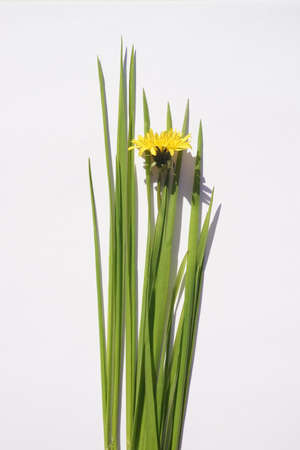 Fresh green grass and yellow dandelion flower on white table. Top view. Copy space.の写真素材
