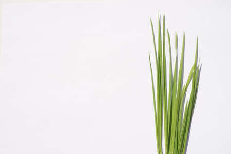 Fresh green grass on sunny white table. Top view. Copy space.