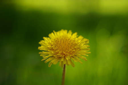 Yellow dandelion flower on blurred green grass background.の写真素材