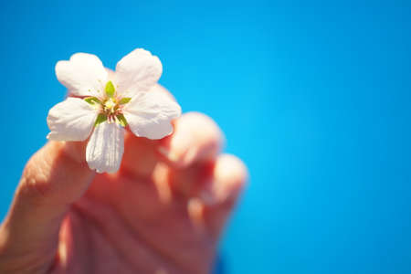 Female fingers hold white flower on blue backgroundの写真素材