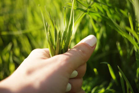 Female hand pulls out green grass in a spring garden.