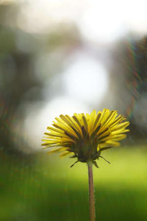 Yellow dandelion flower on natural blurred background.の写真素材