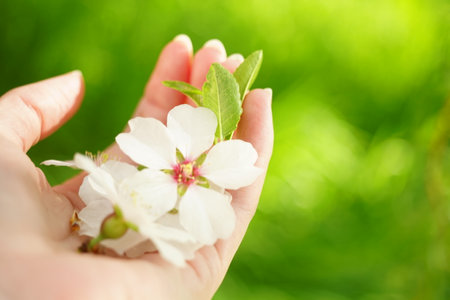 almond tree white flower on female hand in the garden.の写真素材