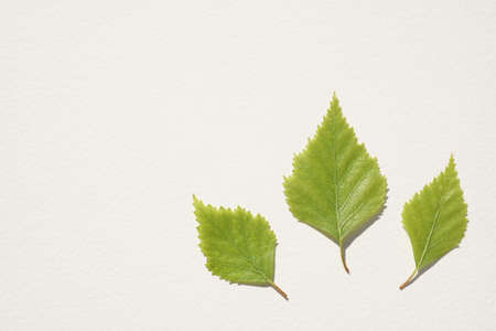 Three young green birch leaves on white table. Top view. Copy spaceの写真素材