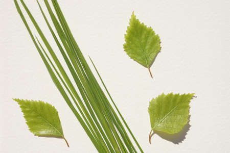 Fresh green grass and young green birch leaves on white table.の写真素材
