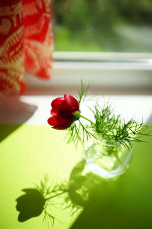 Red peony flower in a vase on sunny windowsill.の写真素材