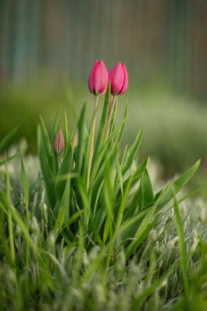 Two young tulip flowers with pink closed buds grows in spring gardenの写真素材