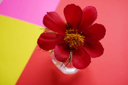 Open red peony flower in a vase on red yellow pink table. Floral art card.