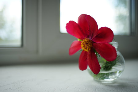 Red peony flower in a vase on white windowsill.の写真素材