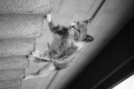 Cute young cat walks on a slate fence. BW photo.の写真素材