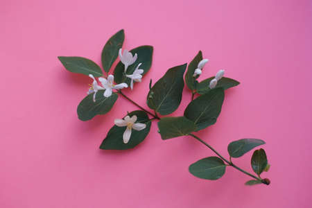 Summer botanical floral composition with flowering tree branch on pink table. Art card. Top view.