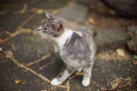 Tricolor kitty paw scratching fleas on the autumn street.