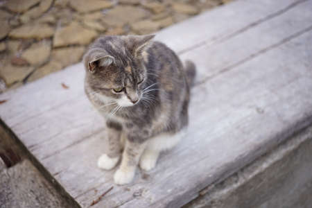 Tortoiseshell cat sitting on a wooden board in the park.