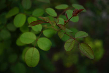 Fresh green leaves of rose flower bush in a summer gardenの写真素材