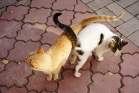 White spotted cat and ginger cat hugs and walk in a sunny autumn day.