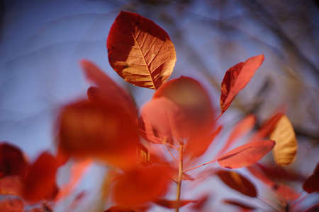 Red autumn leaves on a tree against the blue sky. Amazing autumnal nature.
