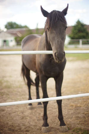 Full-length portrait of a brown horse grazing on a ranch on an autumn day.の写真素材