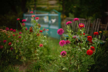 Autumn garden with pink and red flowers bushes Chrysanthemum flowersの写真素材