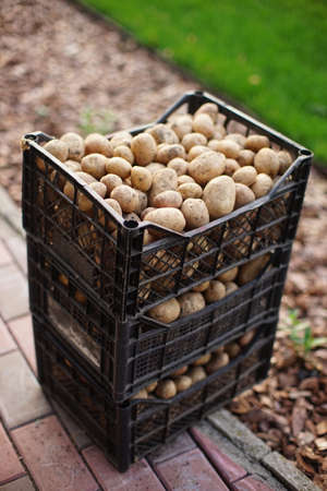 Fresh dug brown unpeeled potatoes in plastic crates in the garden.の写真素材
