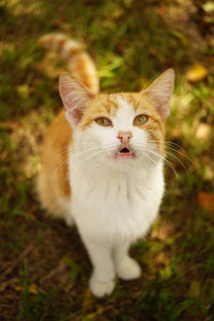 Portrait of a young red white cat with an open mouth in the summer gardenの写真素材