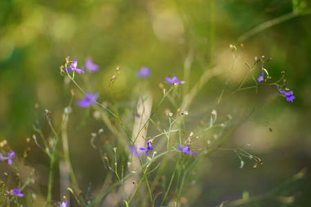 Tender blue flowers grow in the wild gardenの写真素材