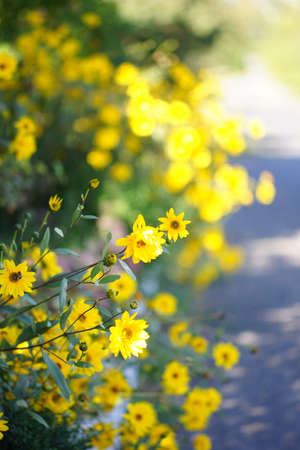 Sunny yellow flowers grow in the summer garden by the road.の写真素材