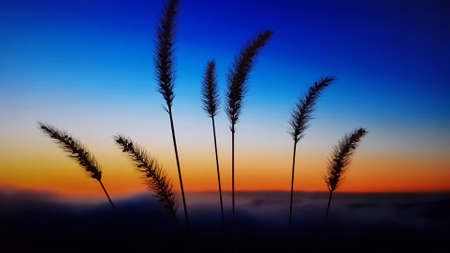 Silhouettes of ears of corn in a blue orange sky at dawn.の写真素材