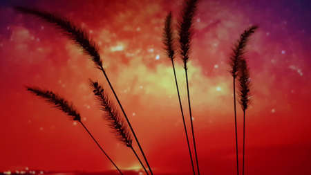 Silhouettes of ears of corn in amazing red orange skyの写真素材