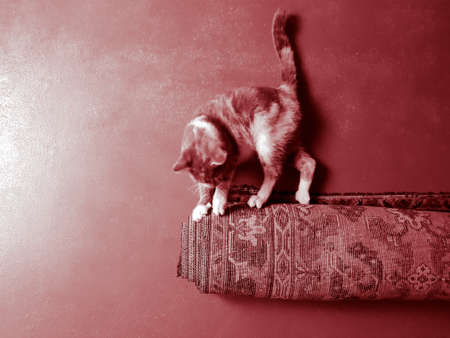 Cat lies by the roll of carpet and sharpens its claws.
