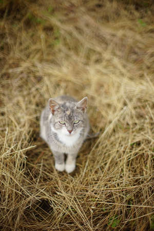 Gray cat sits on dry hay in the garden.の写真素材