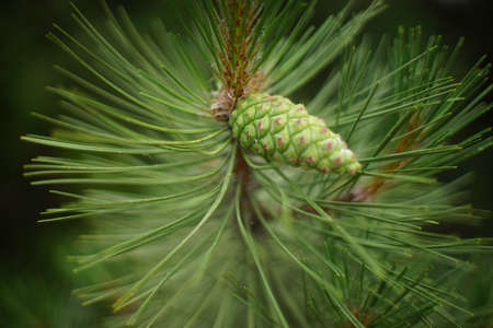 Pine tree branch with a fresh green cone close-up.の写真素材
