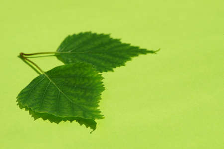 Two fresh green birch leaves on a sunny lime table with shadowsの写真素材