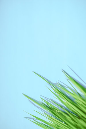 Fresh green grass on a blue table in corner. Place for text