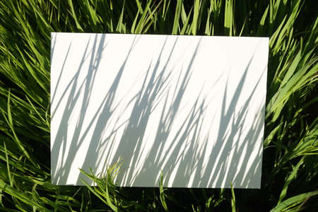 Abstract natural painting from grass shadows on canvas. Blank canvas in the grass of a summer sunny field.の写真素材