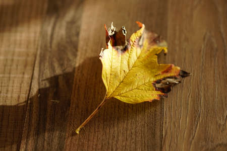 Autumn yellow hawthorn leaf on brown sunny wooden table.