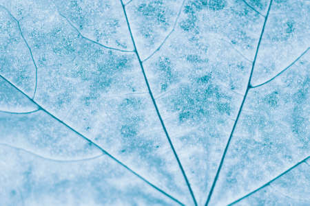 Closeup autumnal maple leaf. Pastel blue art photo.の写真素材
