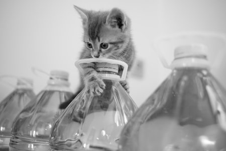 Cute fluffy kitten playing and sitting on a water bottle. BW photo.の写真素材