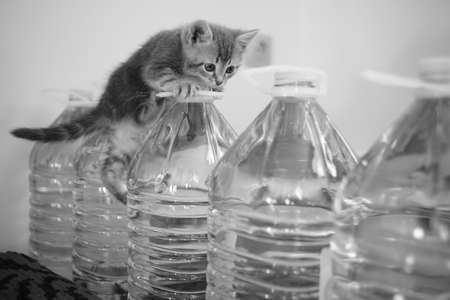 Funny fluffy kitten climbs on a water bottle. BW photo.の写真素材