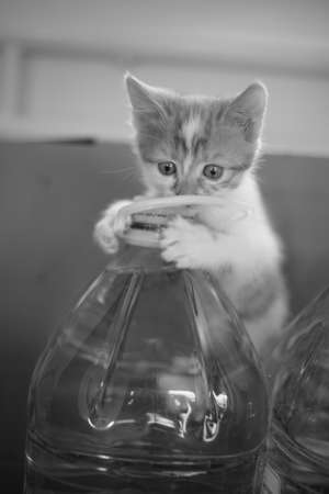 Funny kitten play on a five liter water bottle. BW photo.の写真素材