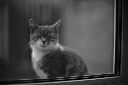 Cay sleep on a windowsill outdoors. View through the glass. BW photo.の写真素材
