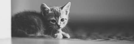 Lovely turtle kitten rest alone on carpet floor. BW photoの写真素材