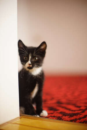 Black and white kitten walks on the red carpet floor indoors.の写真素材