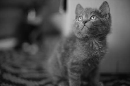 Lovely small gray kitten sitting on a carpet. Domestic animal portrait. BW photoの写真素材