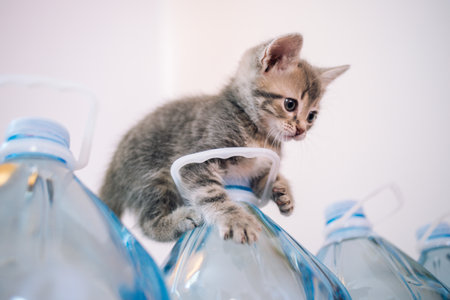 Funny gray fluffy kitten on a five-liter water bottle.の写真素材
