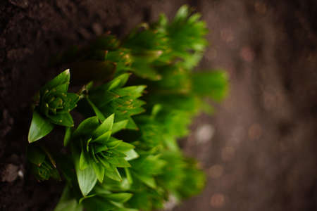 Young peony bush growing in the spring garden soil.の写真素材