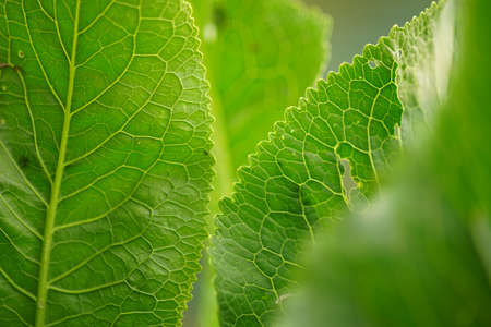 Natural background with green horseradish leaves closeup.の写真素材