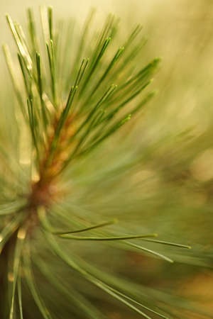 Close-up green pine tree branch in summer park.