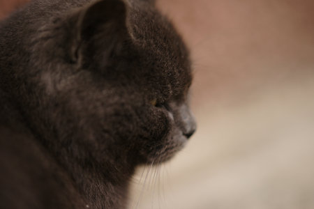 Close up face of an gray British cat, side viewの写真素材