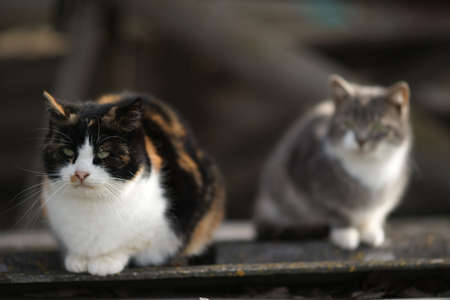 Two tricolor cats sitting on the old roof.